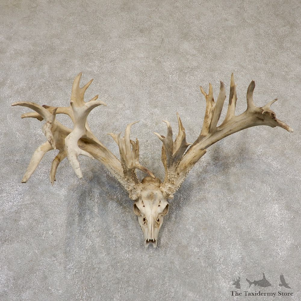 Whitetail Deer Skull European Mount For Sale #18929 @ The Taxidermy Store