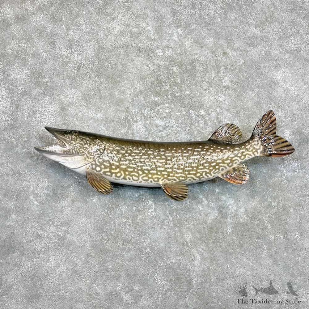 Northern Pike Fish Mount For Sale #27328 @The Taxidermy Store