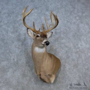 Whitetail Deer Shoulder Mount For Sale #15590 @ The Taxidermy Store