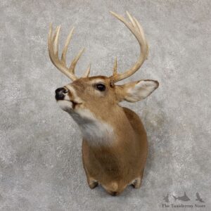 Whitetail Deer Shoulder Mount #18842 For Sale - The Taxidermy Store