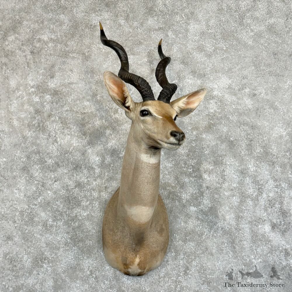 Lesser Kudu Shoulder Mount For Sale #29065 @ The Taxidermy Store