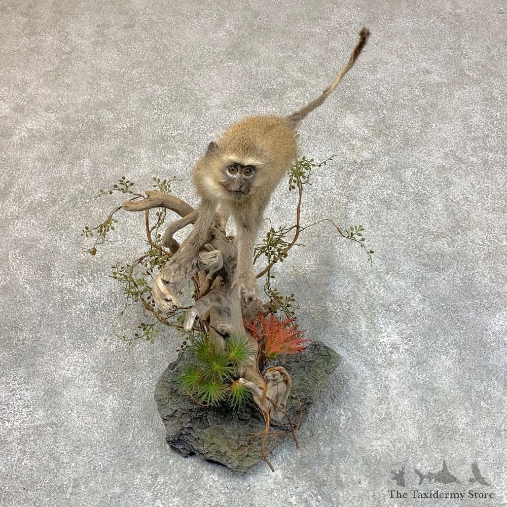 Vervet Monkey Life-Size Mount For Sale #22720 @ The Taxidermy Store