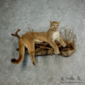 Mountain Lion Life Size Taxidermy Mount #17112 For Sale - The Taxidermy Store
