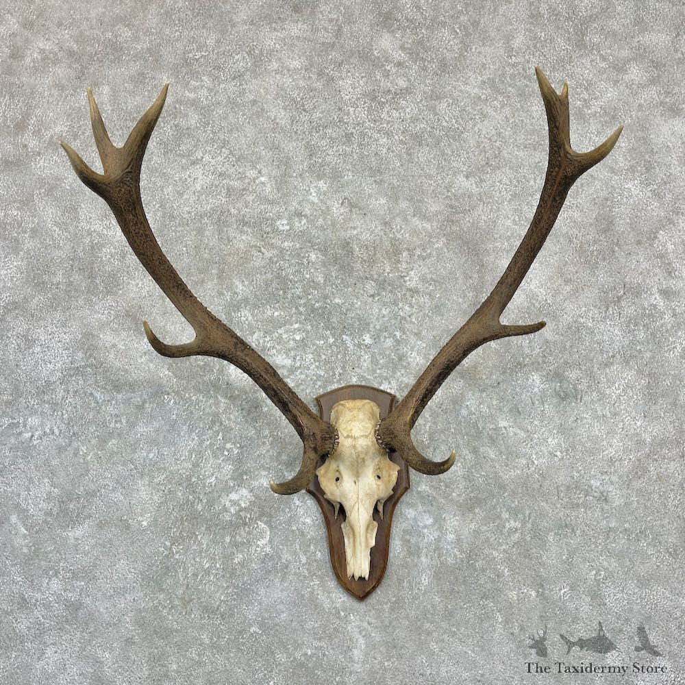 Red Deer Stag Skull Plaque Mount For Sale #27098 @ The Taxidermy Store