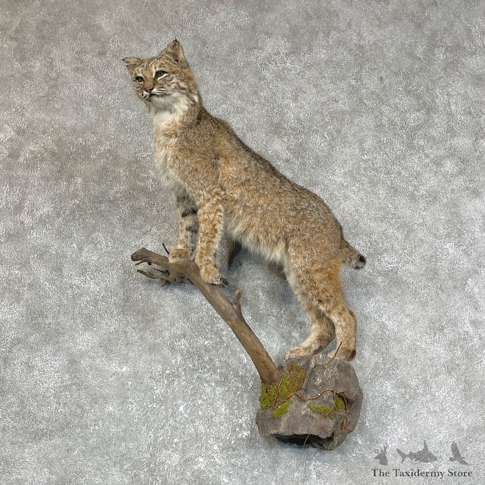 Bobcat Life-Size Mount For Sale #25257 @ The Taxidermy Store