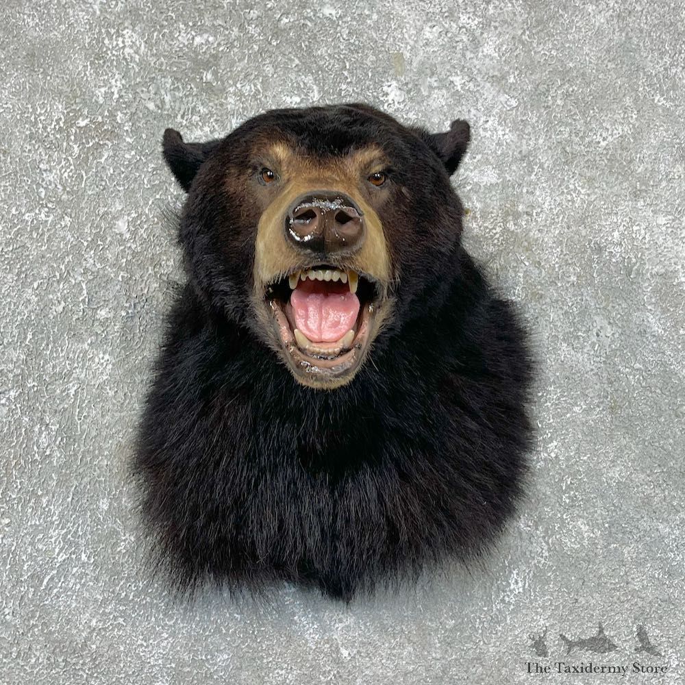 Black Bear Shoulder Mount For Sale #25433 @ The Taxidermy Store
