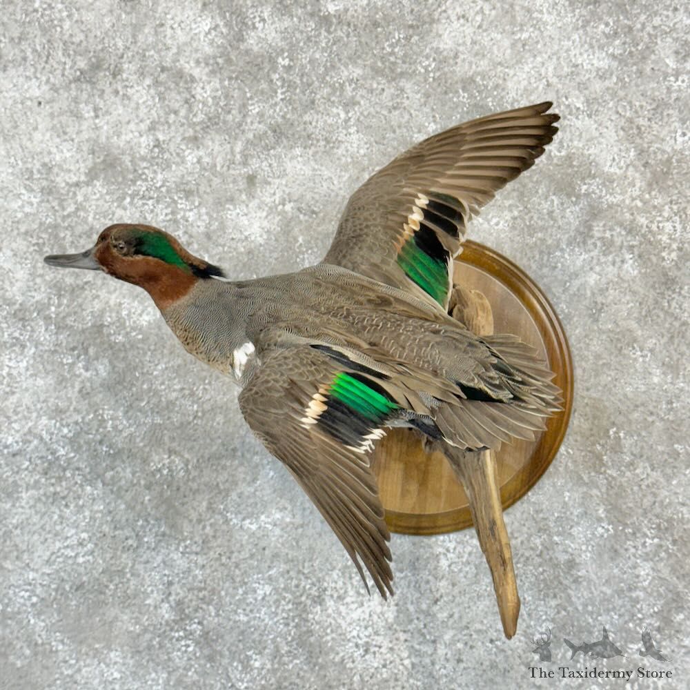 Green Winged Teal Duck Mount For Sale #28999 @ The Taxidermy Store