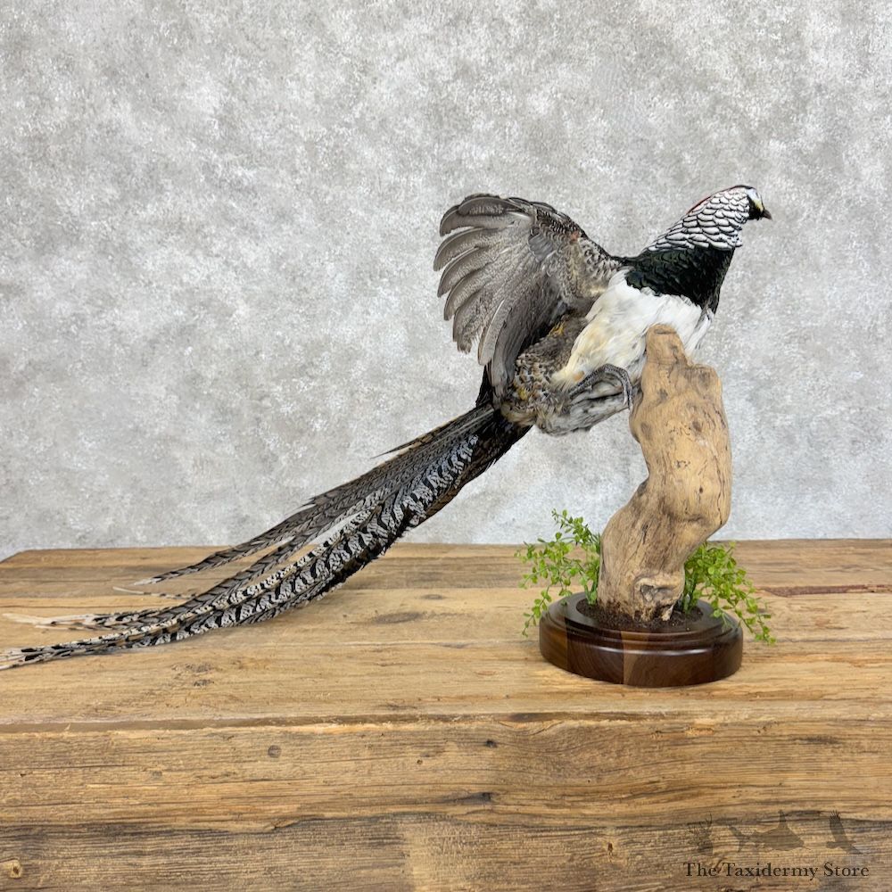 Lady Amherst Pheasant Bird Mount For Sale #30055 @ The Taxidermy Store