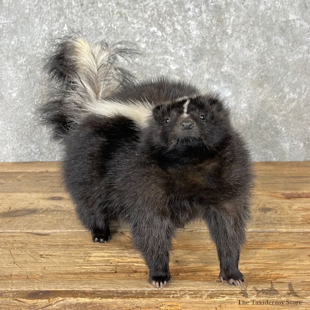 Adolescent Skunk Taxidermy Mount For Sale #26971 @ The Taxidermy Store