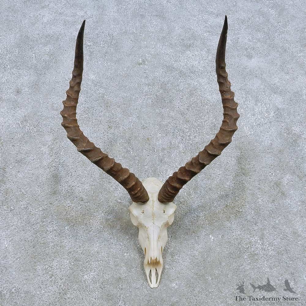 African Impala Skull European Mount For Sale #15147 @ The Taxidermy Store
