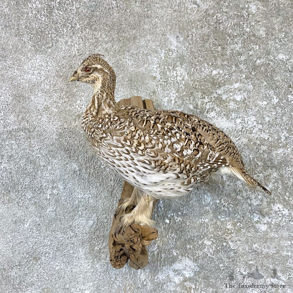 Sharp-tailed Grouse Taxidermy Mount For Sale #26505 @ The Taxidermy Store