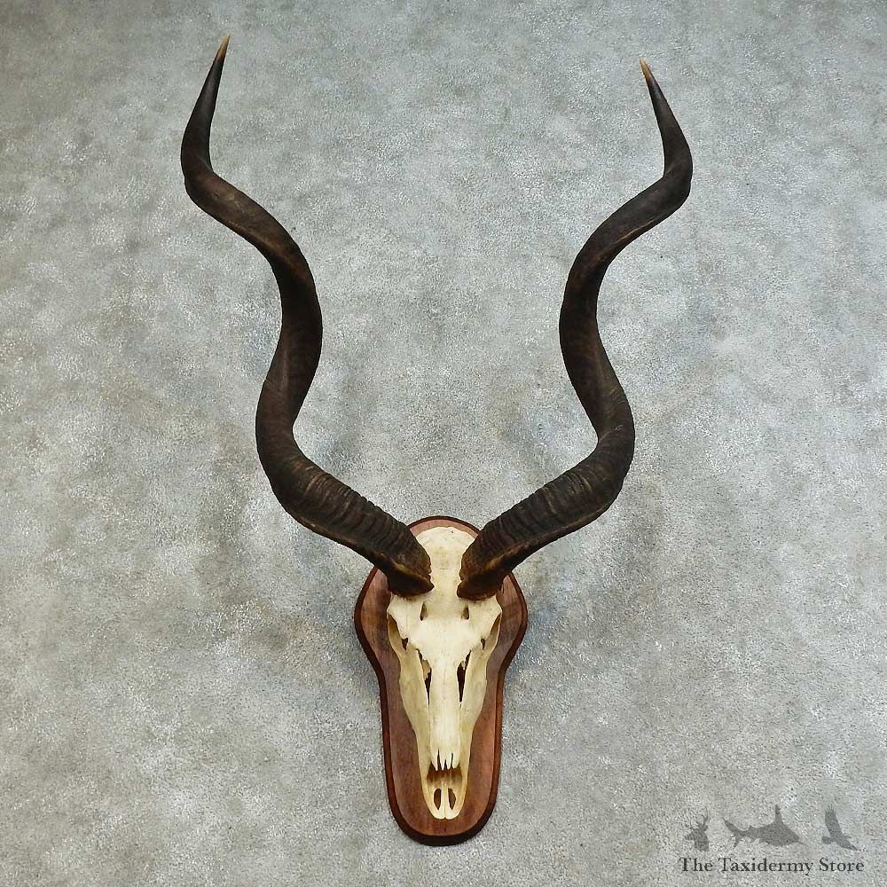 Kudu Skull & Horn European Mount For Sale #16166 @ The Taxidermy Store