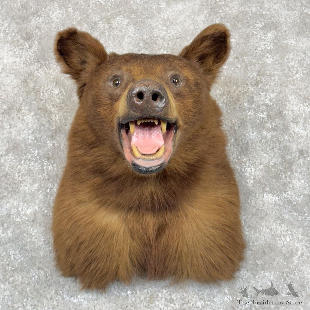 Chocolate Black Bear Shoulder Mount For Sale #30030 @ The Taxidermy Store