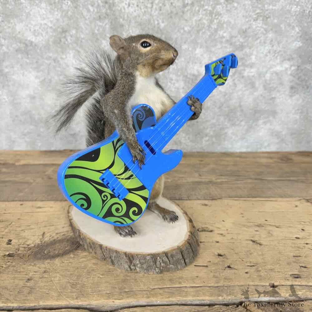 Grey Squirrel Novelty Mount For Sale #30602 @ The Taxidermy Store