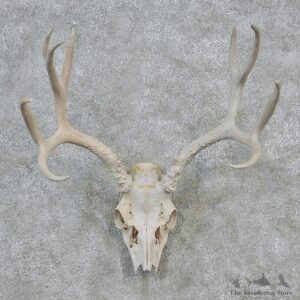 Mule Deer Taxidermy Antler Plaque Mount #12622 For Sale @ The Taxidermy Store