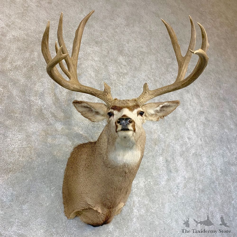 Mule Deer Shoulder Mount For Sale #22084 @ The Taxidermy Store
