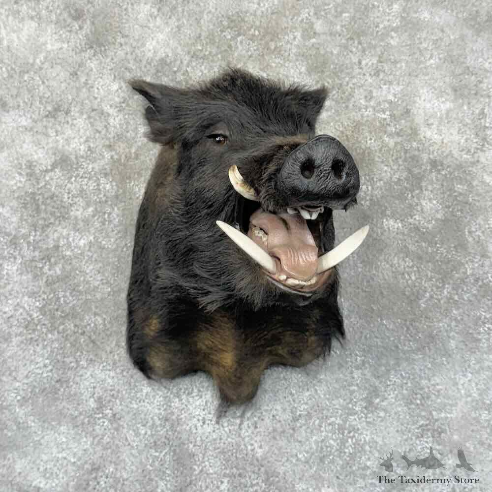 Wild Boar Shoulder Mount For Sale #30862 @ The Taxidermy Store
