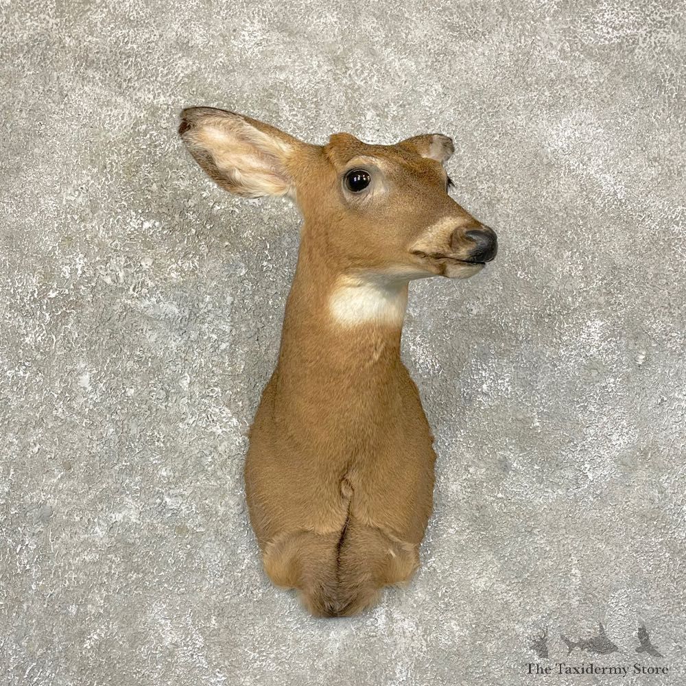 Whitetail Deer Shoulder Taxidermy Mount For Sale #24661 For Sale - The Taxidermy Store