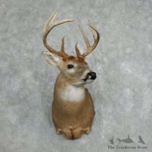 Whitetail Deer Shoulder Taxidermy Mount For Sale #18066 @ The Taxidermy Store.jpg