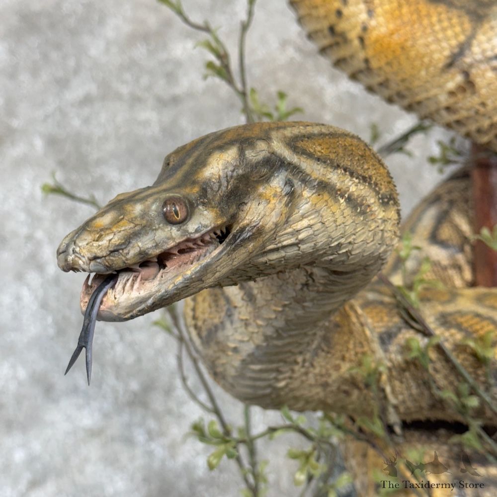 African Rock Python Life-Size Snake Mount For Sale #30154 @ The Taxidermy Store