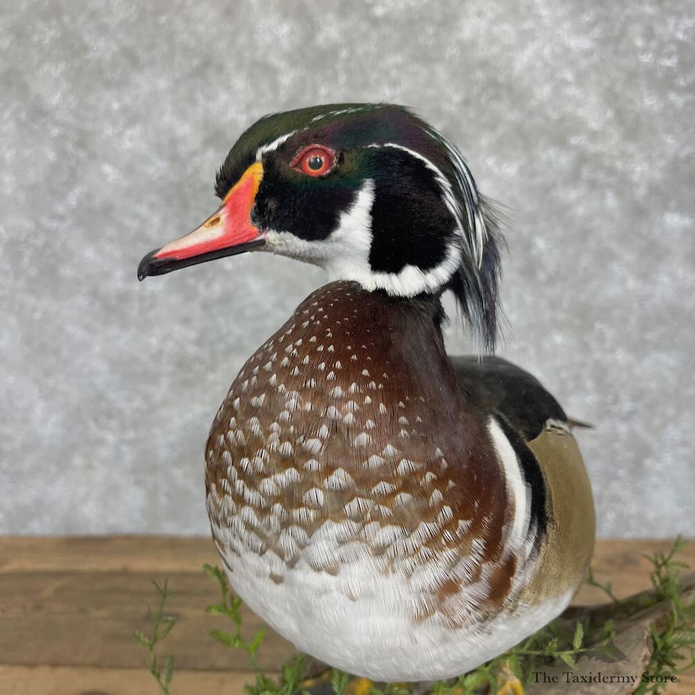 Wood Duck Bird Mount For Sale #28537 - The Taxidermy Store