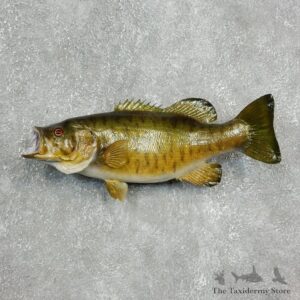 Smallmouth Bass Fish Mount For Sale #17800 @ The Taxidermy Store
