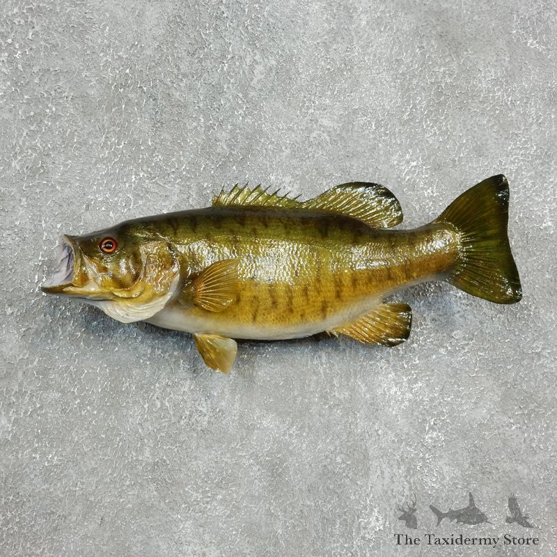 Smallmouth Bass Fish Mount For Sale #17800 @ The Taxidermy Store