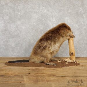 North American Beaver Mount For Sale #20221 @ The Taxidermy Store