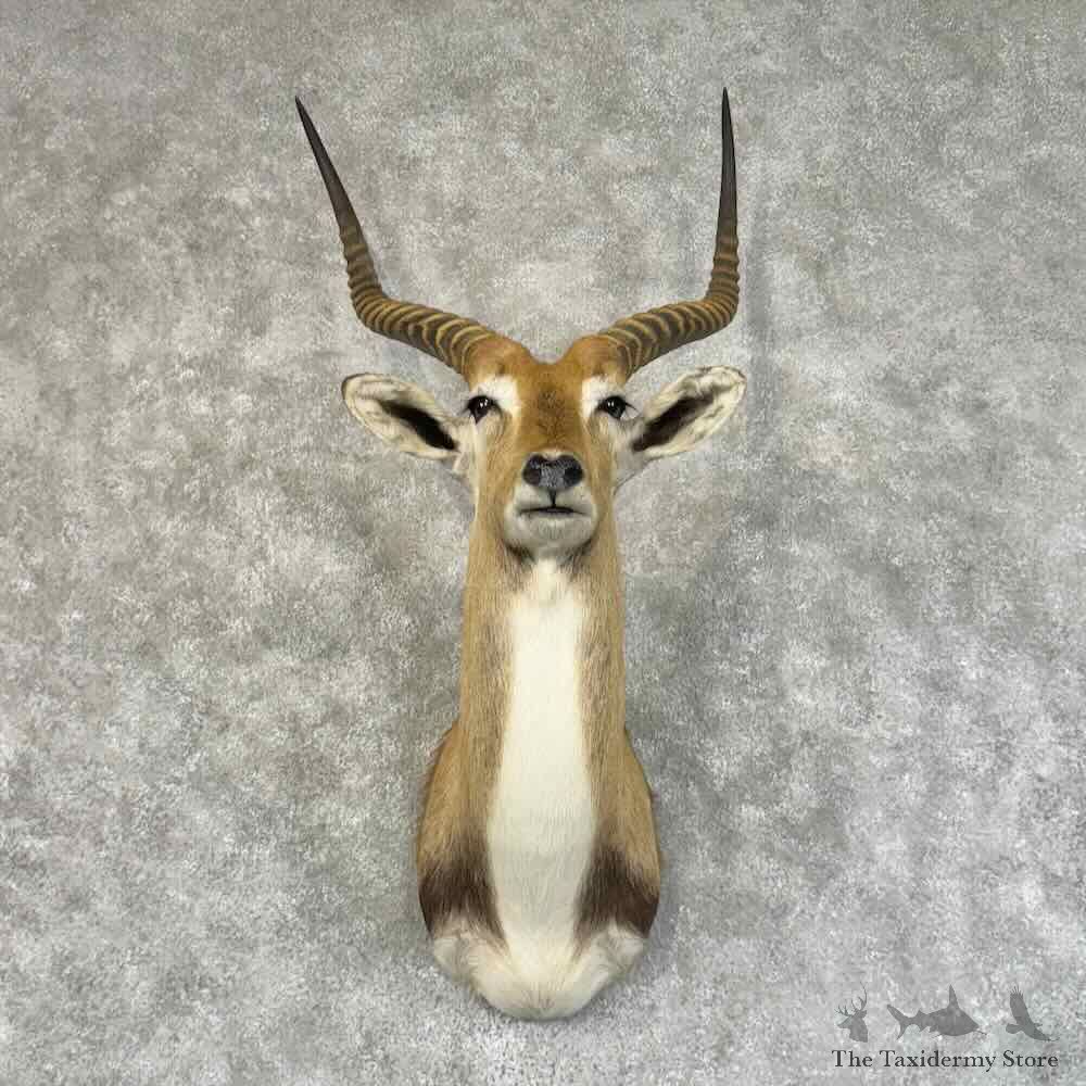 Common Lechwe Shoulder Mount For Sale #31329 @ The Taxidermy Store