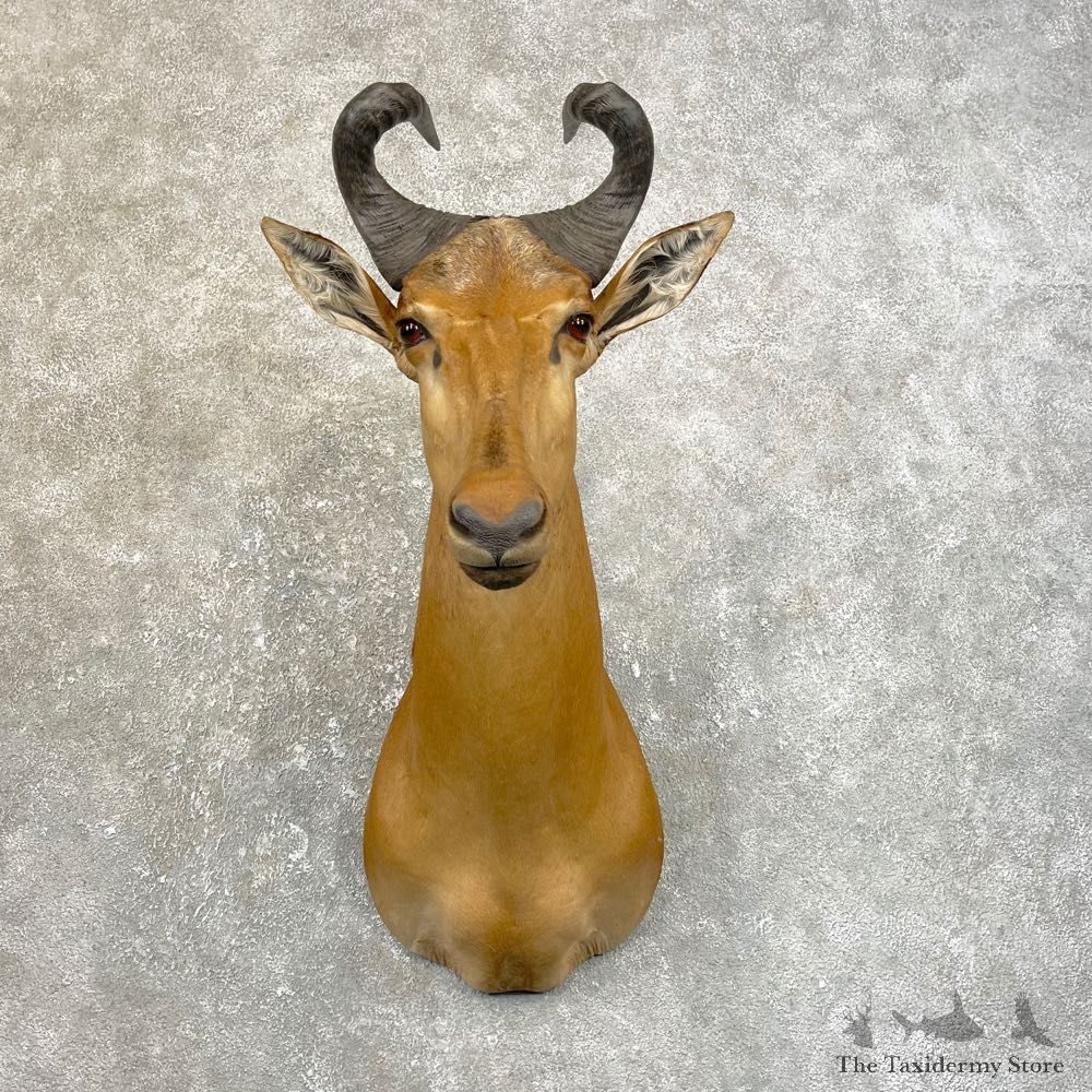 Lichtenstein Hartebeest Shoulder Mount For Sale #25122 @ The Taxidermy Store