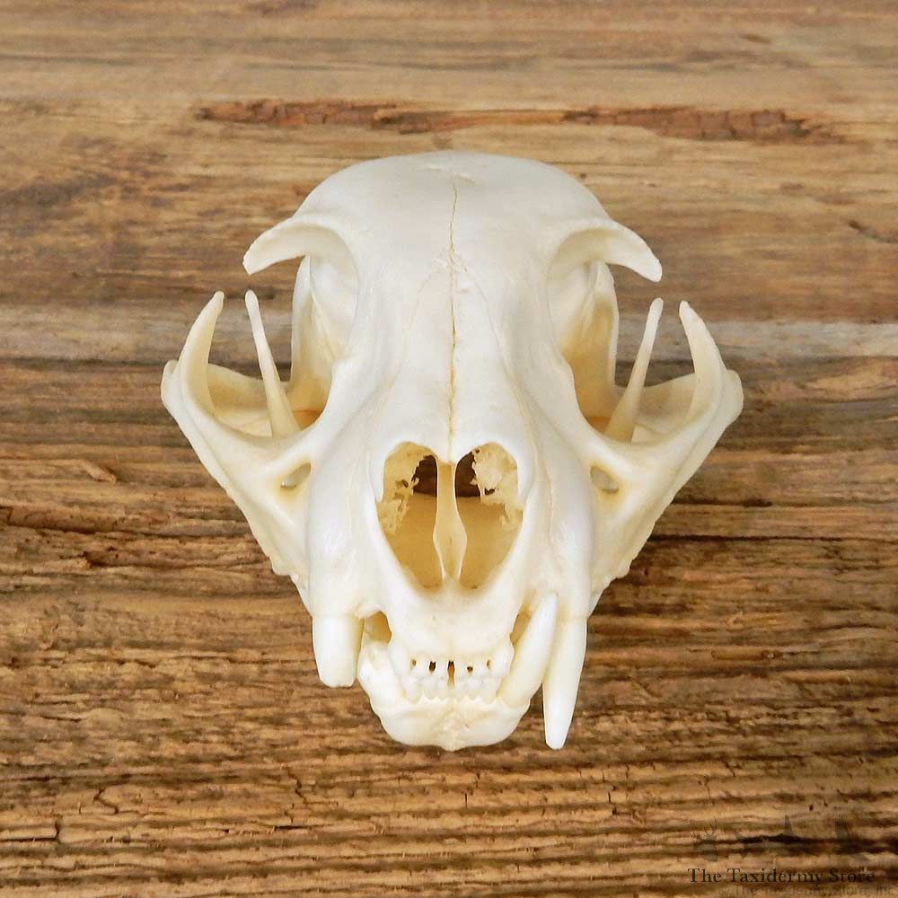 Bobcat Skull Mount For Sale #14945 @ The Taxidermy Store