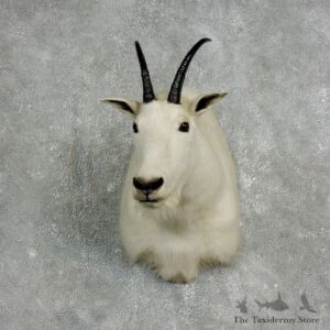 Mountain Goat Shoulder Mount For Sale #17647 @ The Taxidermy Store