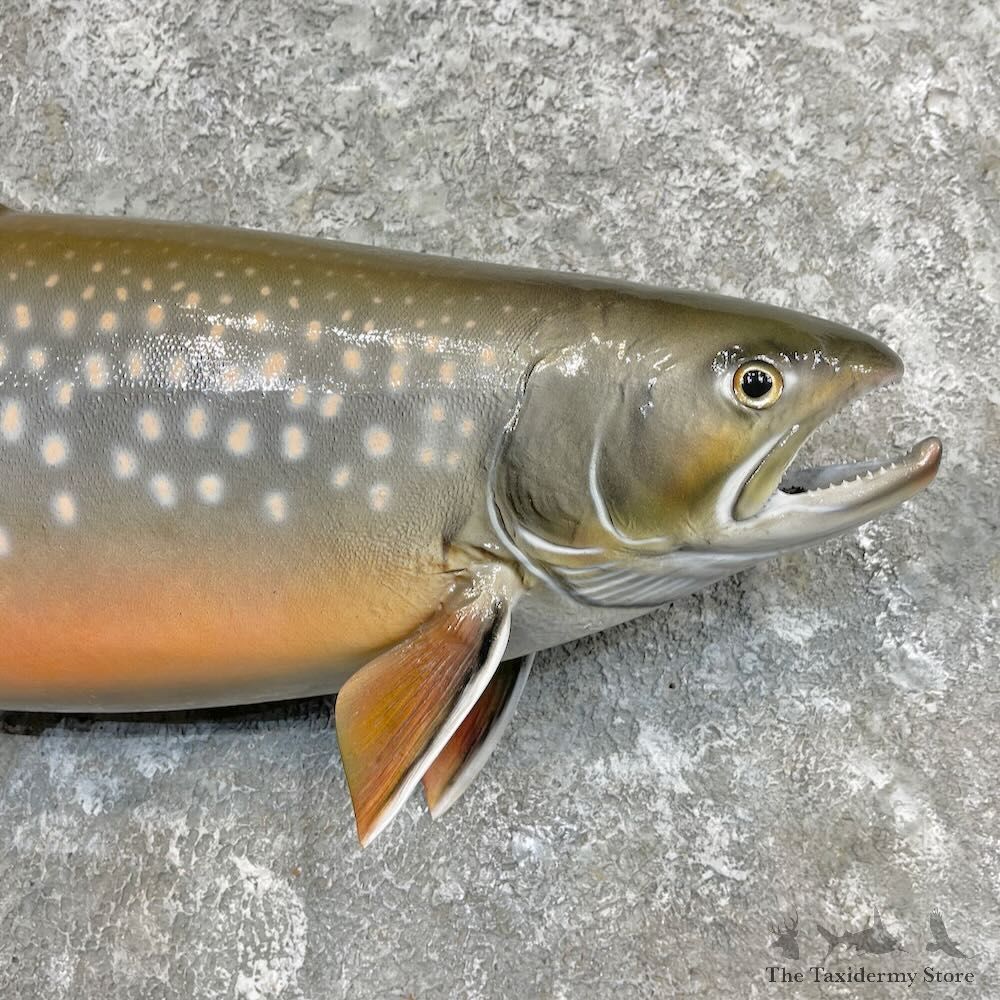 Splake Fish Mount For Sale #27265 @ The Taxidermy Store
