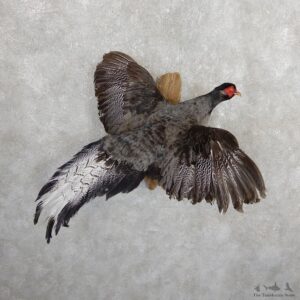 Silver Blue Pheasant Cross Taxidermy Bird Mount #19651 For Sale @ The Taxidermy Store
