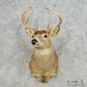 Whitetail Deer Taxidermy Shoulder Mount For Sale #14107 @ The Taxidermy Store