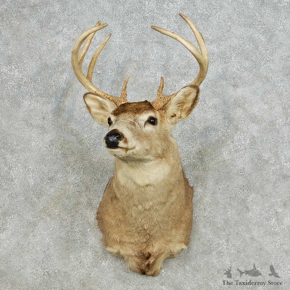 Whitetail Deer Taxidermy Shoulder Mount For Sale #14107 @ The Taxidermy Store