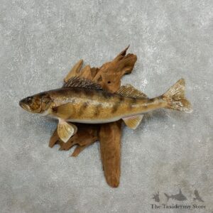 Walleye Taxidermy Mount For Sale #17792 @ The Taxidermy Store
