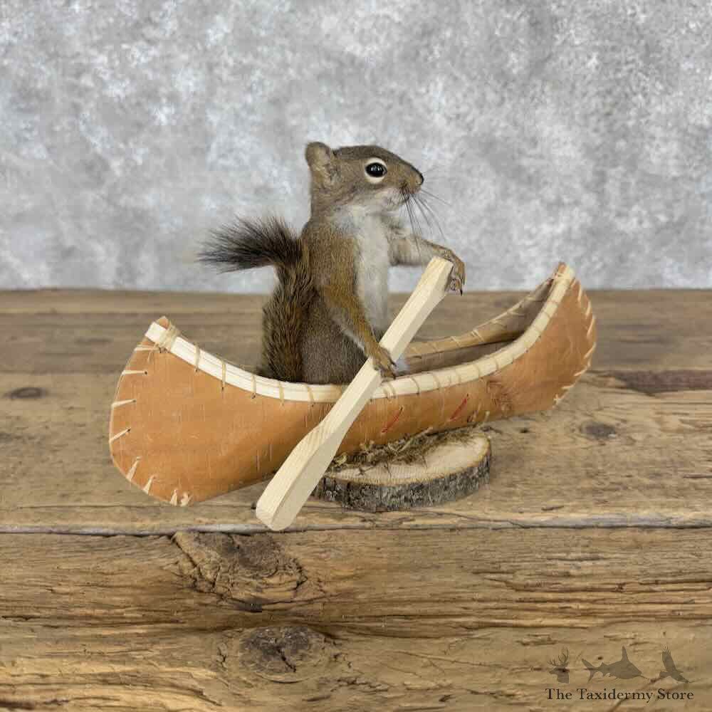 Canoeing Red Pine Squirrel Novelty Mount For Sale #31611 @ The Taxidermy Store