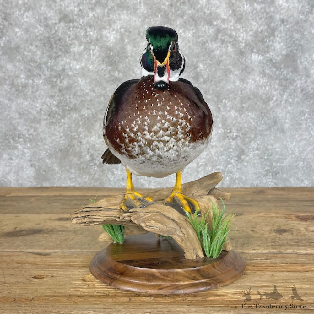 Wood Duck Bird Mount For Sale #28509 - The Taxidermy Store