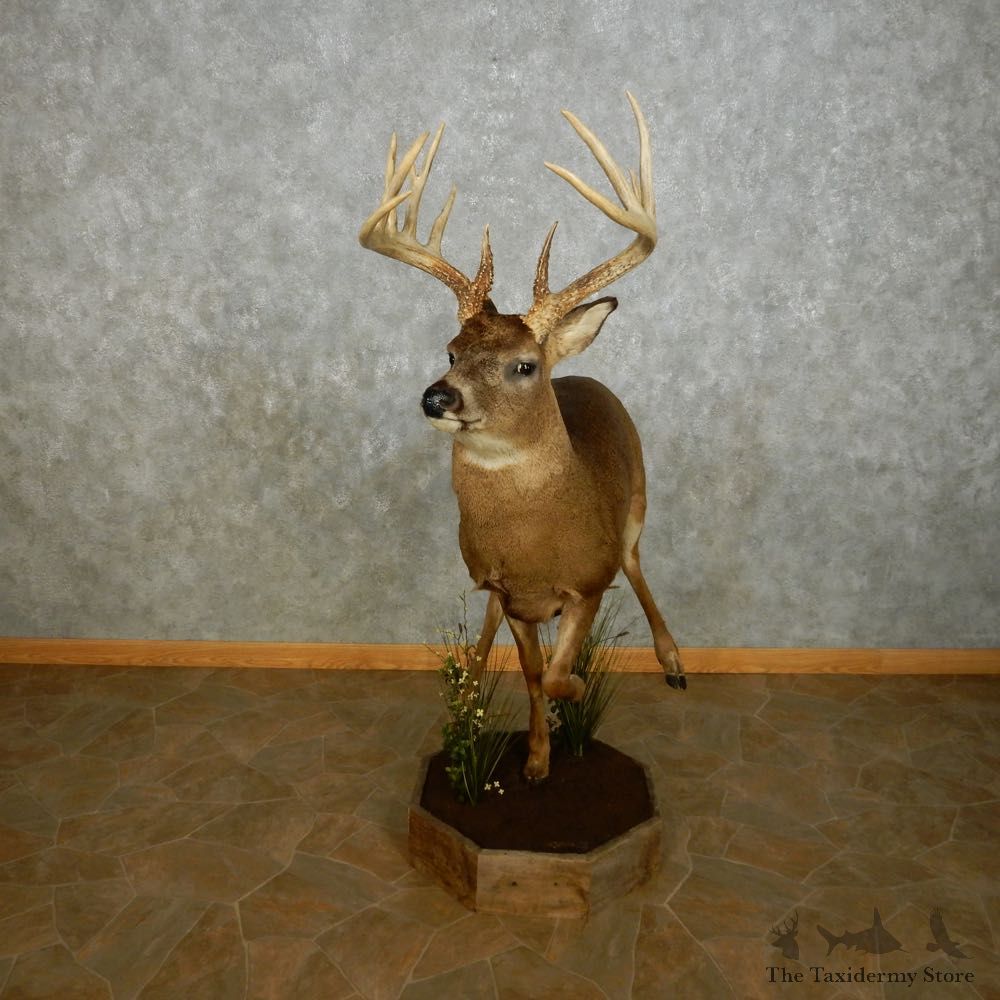 Whitetail Deer Life Size Mount For Sale #14062 @ The Taxidermy Store