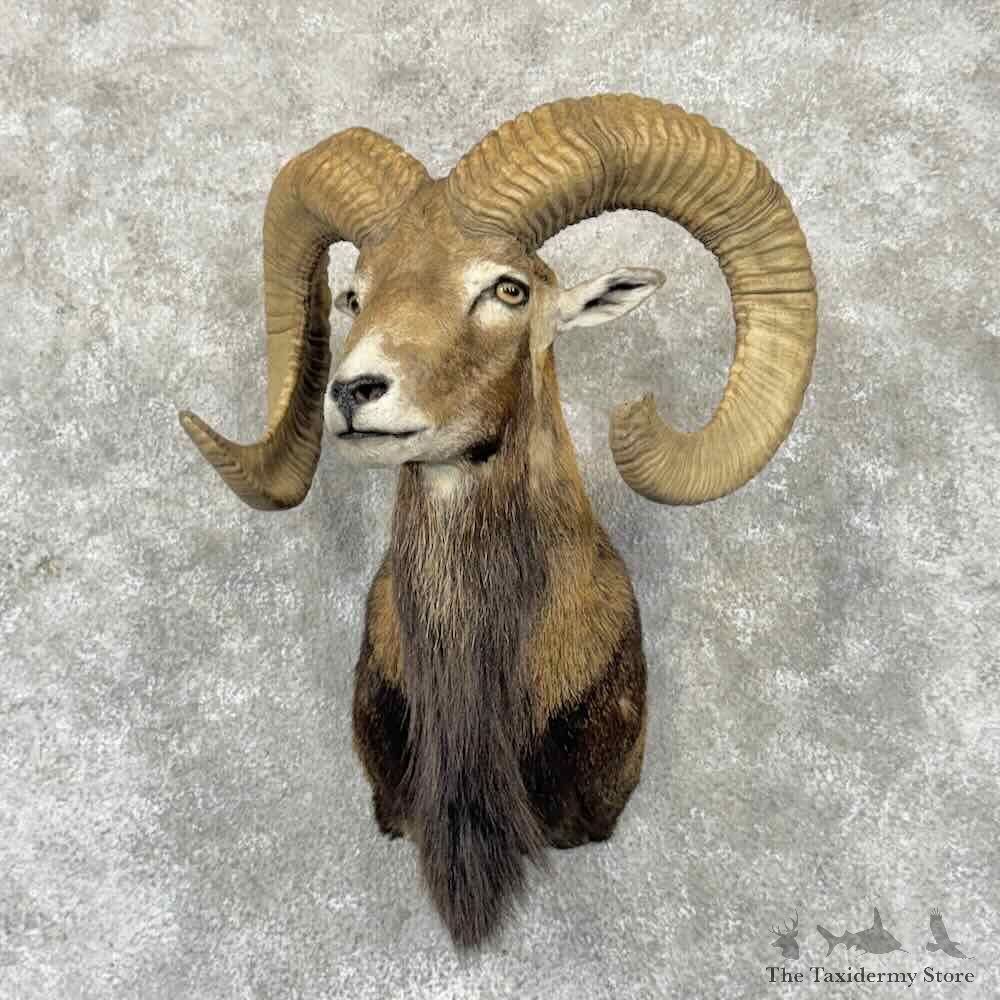 European Mouflon Ram Shoulder Mount For Sale #32353 @ The Taxidermy Store
