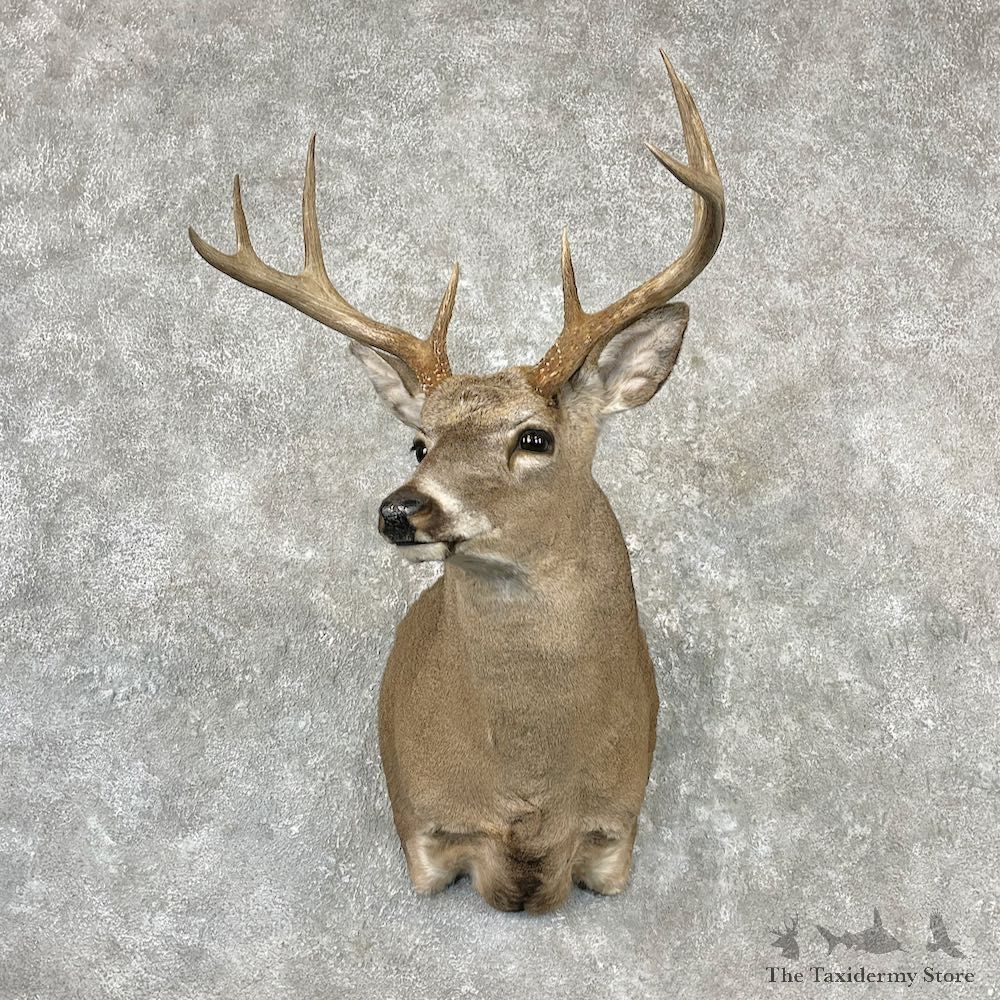 Whitetail Deer Shoulder Mount For Sale #27089 - The Taxidermy Store