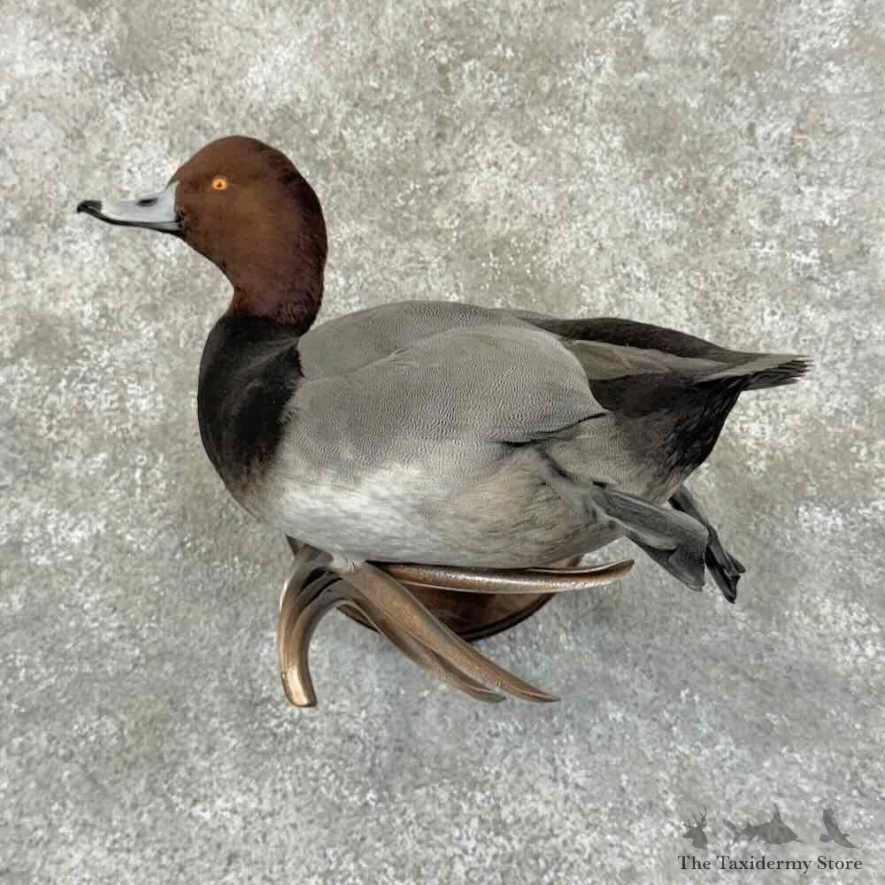 Redhead Duck Bird Mount For Sale #31187 @ The Taxidermy Store