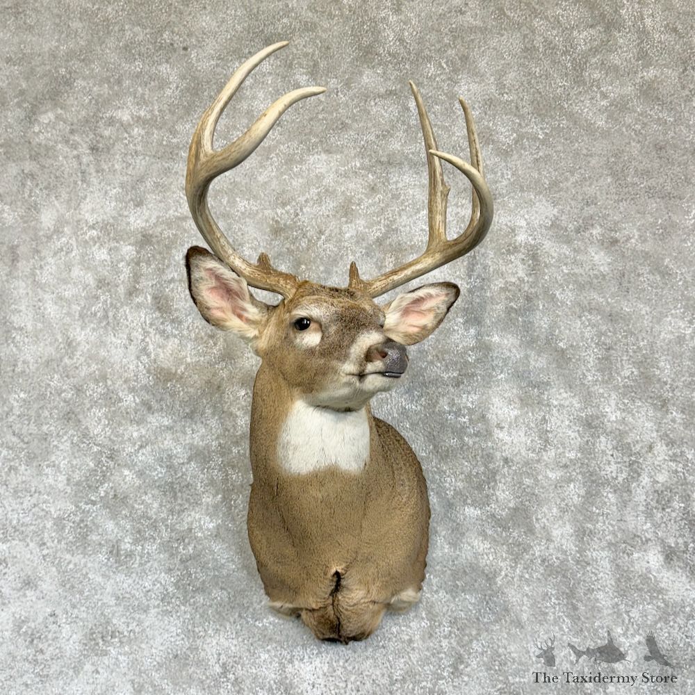 Whitetail Deer Shoulder Mount For Sale #29627 @ The Taxidermy Store