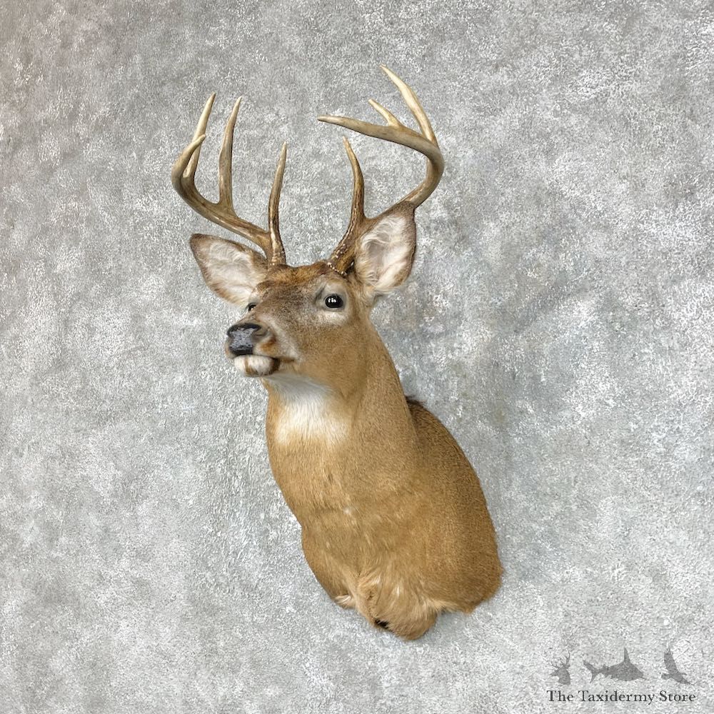 Whitetail Deer Taxidermy Shoulder Mount For Sale #25309 @ The Taxidermy Store