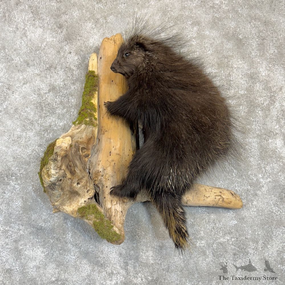 Porcupine Life Size Mount For Sale #29990 @ The Taxidermy Store