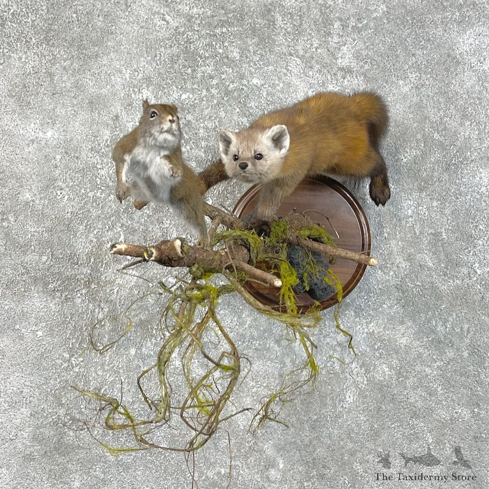 American Pine Marten Mount For Sale For Sale #25825 - The Taxidermy Store