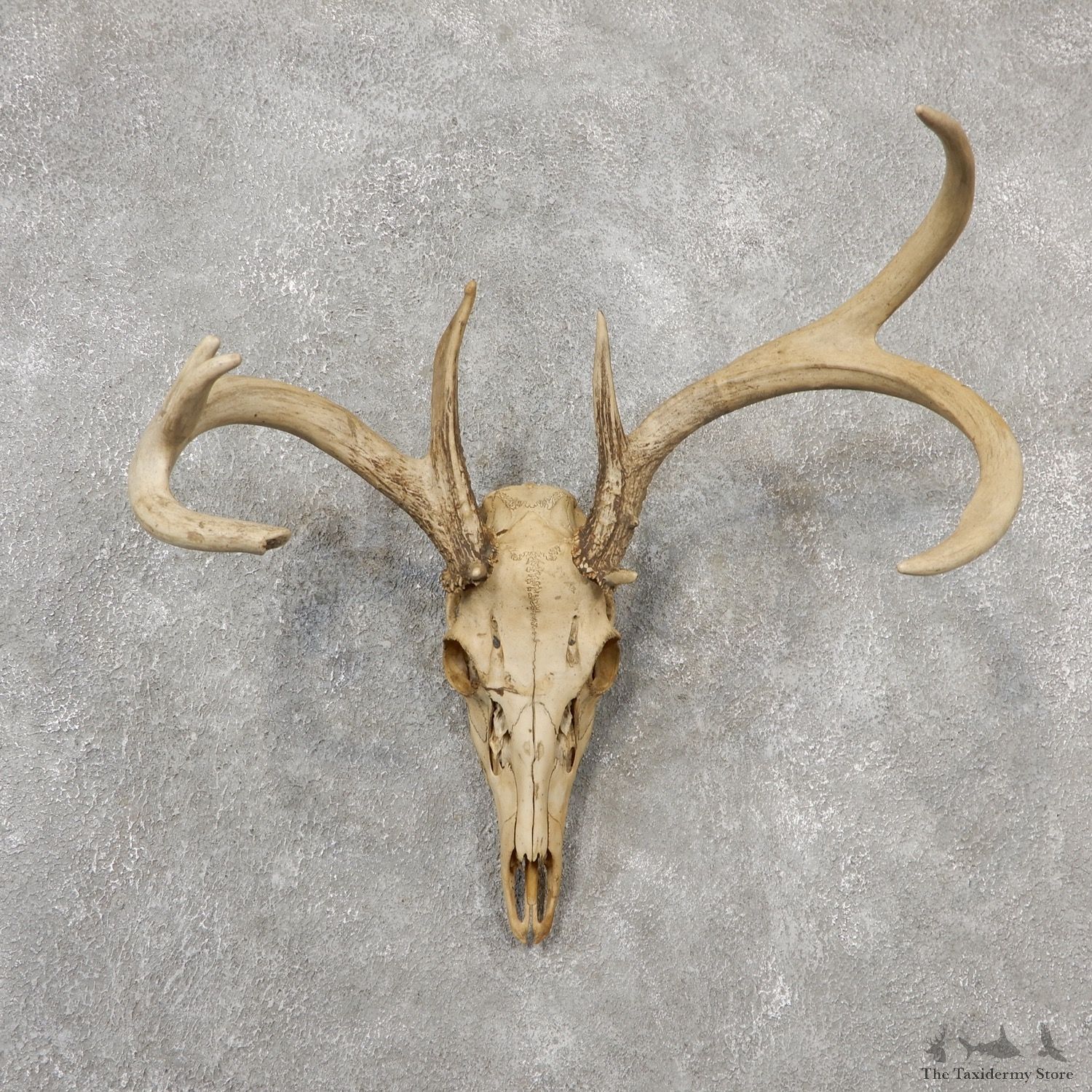 Whitetail Deer Skull European Mount For Sale #19155 @ The Taxidermy Store
