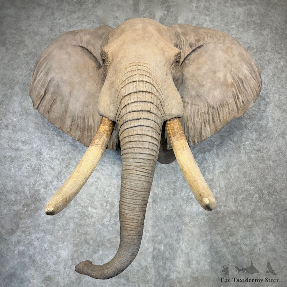 African Elephant Replica Shoulder Mount For Sale #29729 @ The Taxidermy Store