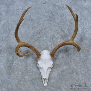 Mule Deer Skull Antler European Mount For Sale #15271 @ The Taxidermy Store